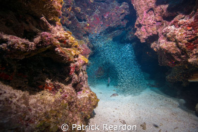 "Irony"  The millions of silversides at The Devil's Grott... by Patrick Reardon 