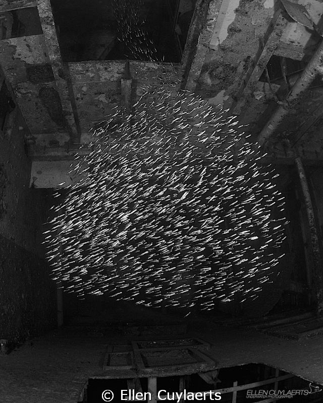 Silversides inside of the Ex-USS Kittiwake by Ellen Cuylaerts 