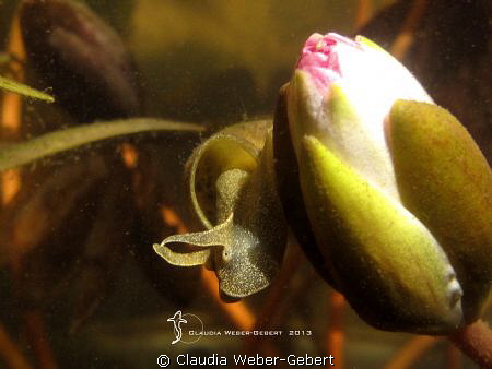 under the surface  ...
freshwater series by Claudia Weber-Gebert 