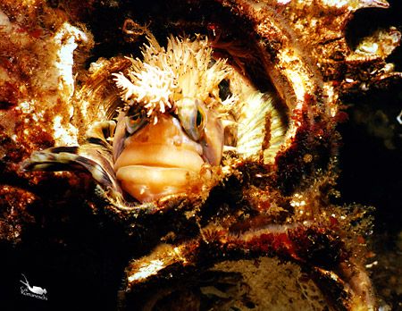 Mossyheaded Warbonnet living in an old barnacle shell
Ta... by Cal Romaneschi 