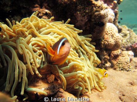 Anemonefish in a fluorescent yellow anemone by Laura Dinraths 