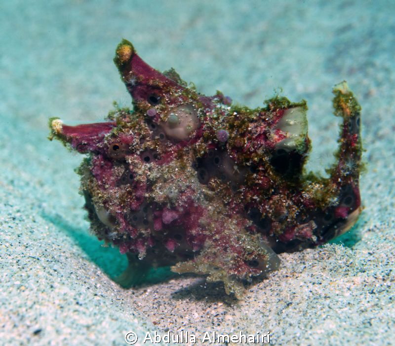 frogfish by Abdulla Almehairi 