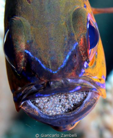 Cardinal male with eggs inside mouth by Giancarlo Zambelli 