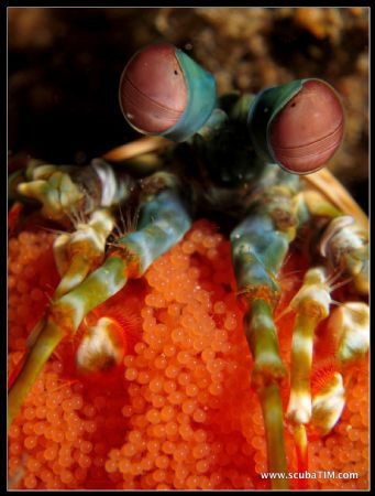Mantis with eggs in Anilao

Uncropped photo taken on Ca... by Tim Ho 