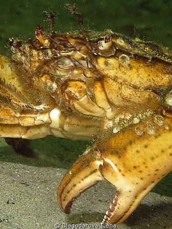 crab by Blagodarova Elena 
