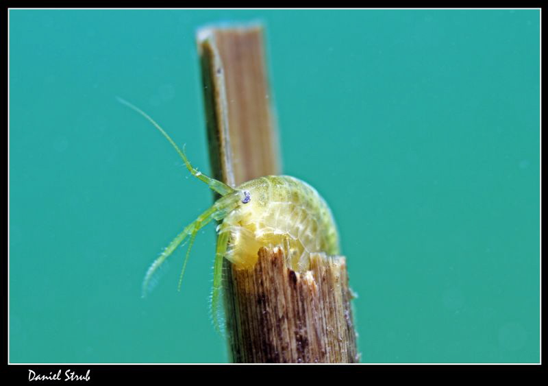 freshwater scud :-D by Daniel Strub 