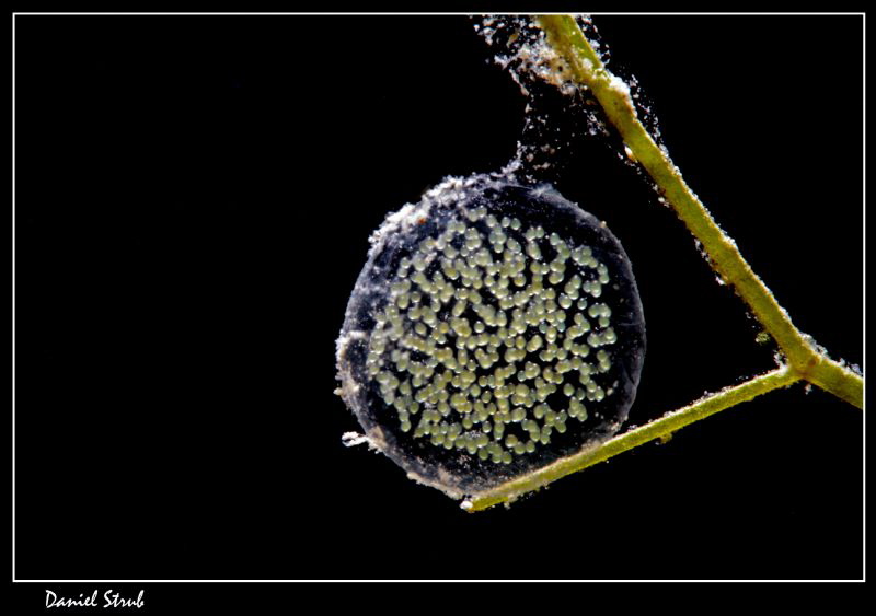 Unidentified eggs; they were in a sphere ... amaizing UW ... by Daniel Strub 