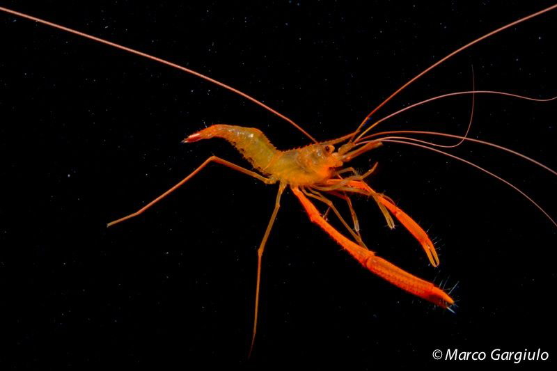 Flying Shrimp by Marco Gargiulo 