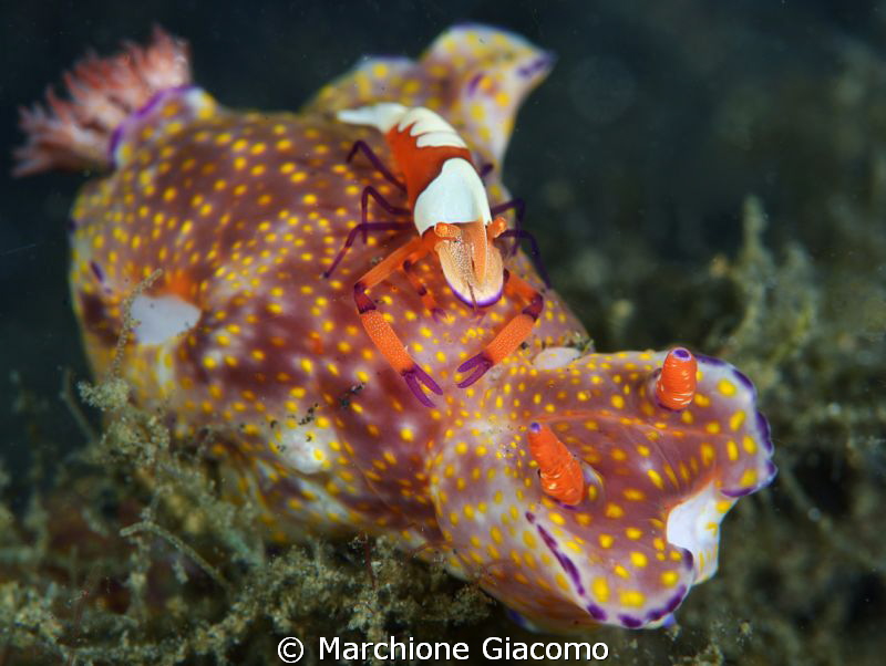 Friends
Nikon D800E, two strobo, 105 macro Nikon
Lembeh... by Marchione Giacomo 