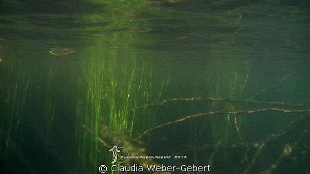 freshwater impressions.... by Claudia Weber-Gebert 