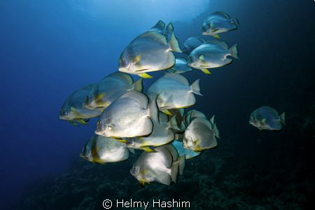 Bat fish , ras Muhammad , Sinai by Helmy Hashim 