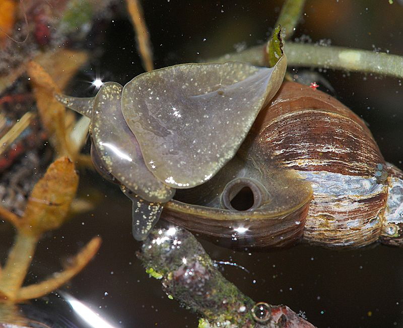 mud snail walking surface from underneath
to refresh air... by Chris Krambeck 