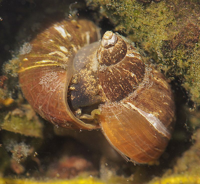 mud snails in May mood by Chris Krambeck 