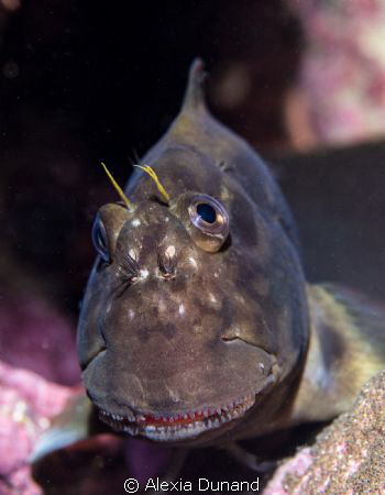 Redlip Algae Blenny (Ophioblennius atlanticus). by Alexia Dunand 
