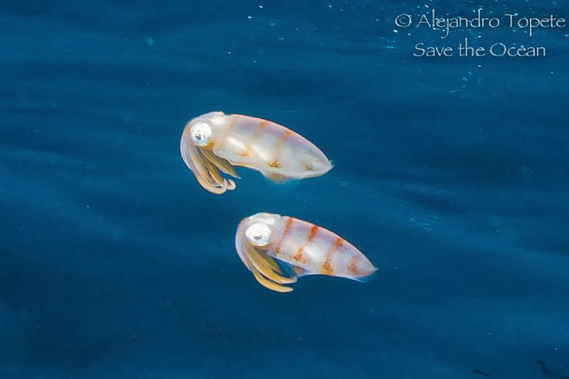Squid's under the Boat, Veracruz Mexico by Alejandro Topete 