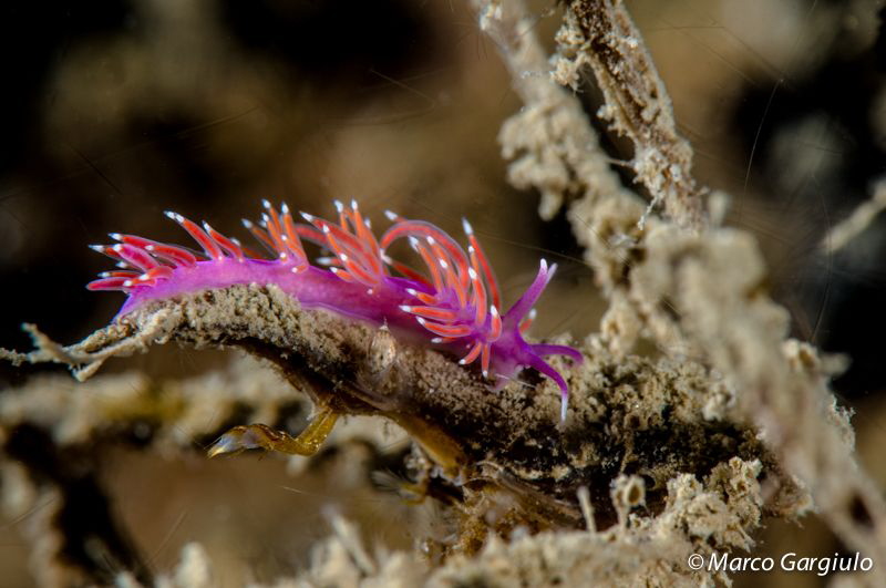 Flabellina on a crab by Marco Gargiulo 