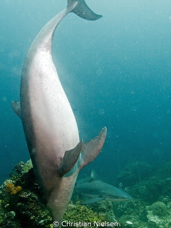 First dive in Komodo at Crystal Rock. Hunting dolphins, g... by Christian Nielsen 