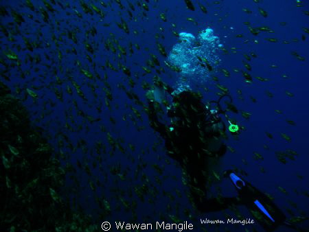 baby fish schooling in Boalemo Gorontalo Indonesia by Wawan Mangile 