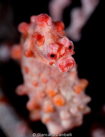 bargibanti seahorse by Giancarlo Zambelli 