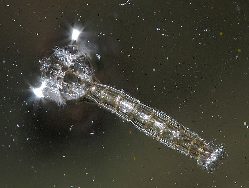 May at surface: Chaoborus exuvia by Chris Krambeck 