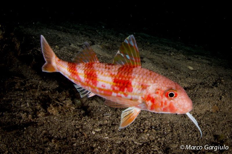 Mullus surmuletus by Marco Gargiulo 
