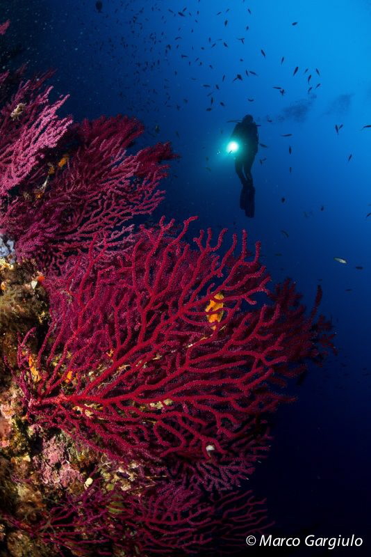 Mediterranea Seafan by Marco Gargiulo 