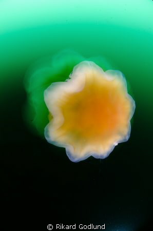 Red jellyfish at the Swedish west coast, Väderöarna. 
Eq... by Rikard Godlund 