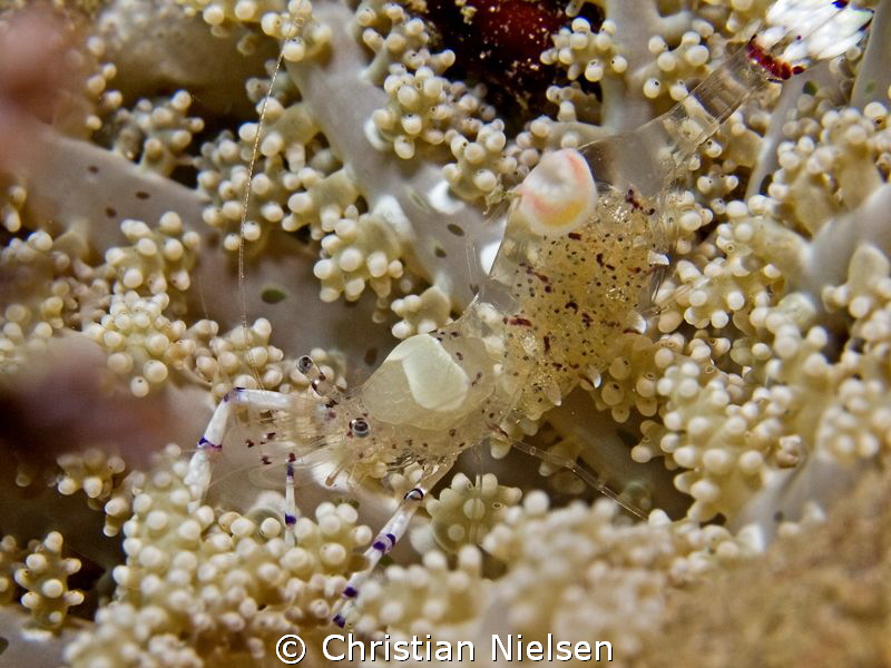 Small shrimp with eggs in the very diverse Komodo Nationa... by Christian Nielsen 