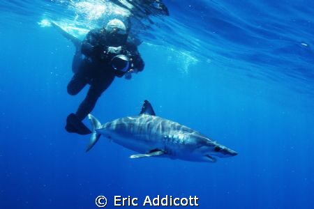 Freediving with mako shark by Eric Addicott 