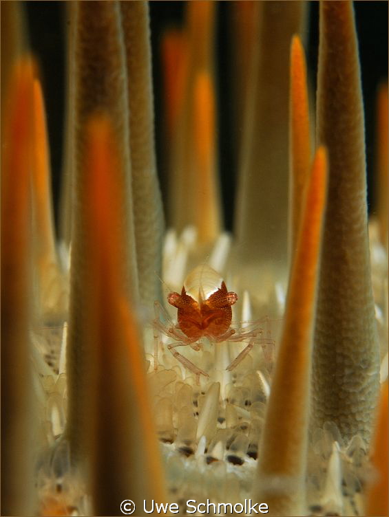 In the line of fire -
Shrimp on thorny crown starfish. by Uwe Schmolke 