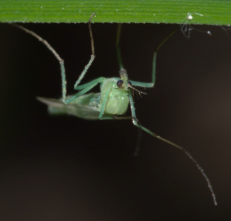 Chironomid by Chris Krambeck 