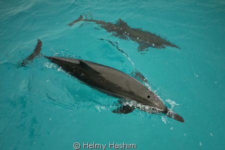 Stenella dolphins by Helmy Hashim 