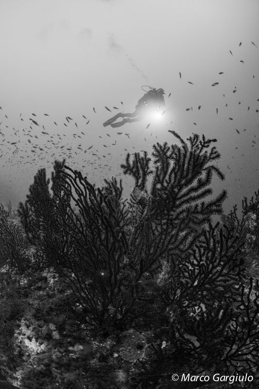 Paramuricea in natural light & BW by Marco Gargiulo 