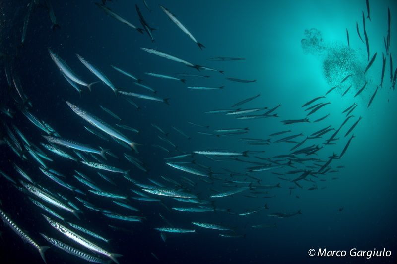 Mediterranean Barracuda by Marco Gargiulo 