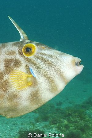 A nicely coloured leatherjacket. The picture is a crop fr... by Daniel Poloha 