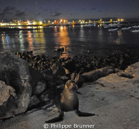 Galapagos's night life by Philippe Brunner 