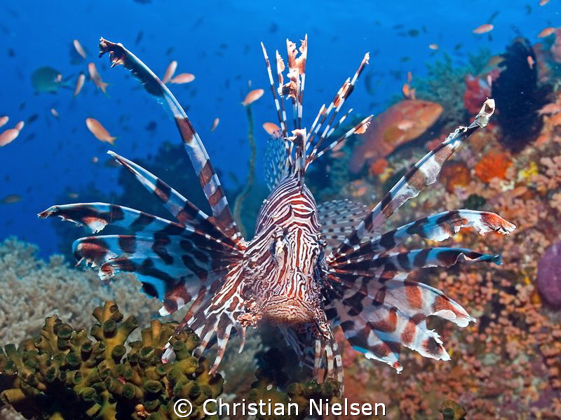 Colors of Komodo. Fantastic diverse diving. by Christian Nielsen 