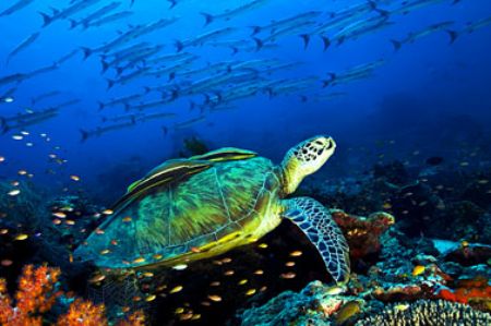 Sipadan 2005, Nikon D100 with two strobo Sea and Sea 120YS by Marchione Giacomo 