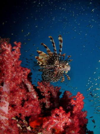 Flying Lion - Canon Powershot S95 with single Sea & Sea YS17 by Tim Ho 