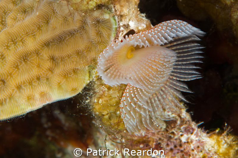 My favorite tube worm. by Patrick Reardon 