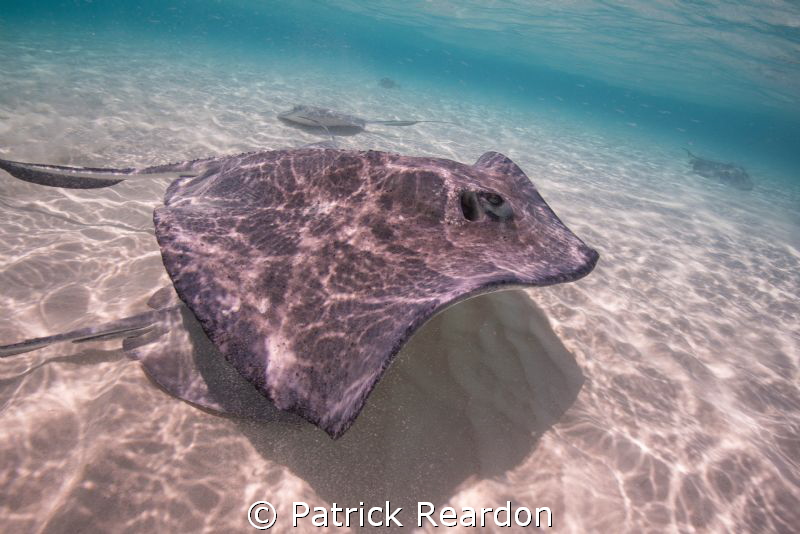 Stingray City. by Patrick Reardon 