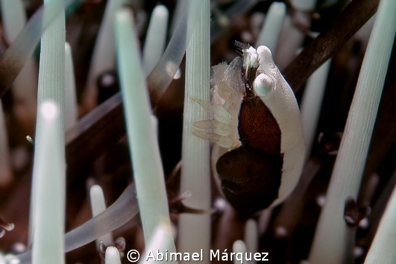 Squat Urchin Shrimp by Abimael Márquez 