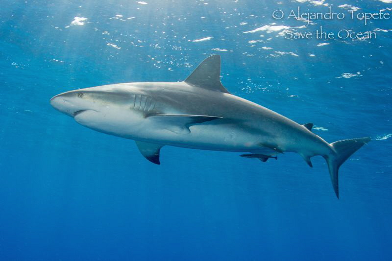 Shark on the Surface, Gardens of the Queen Cuba by Alejandro Topete 