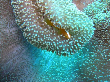 Orange Anemonefish Rowley Shoals Western Australia Olympu... by Shane Grundy 