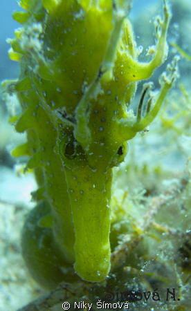 sea horse by Niky Šímová 
