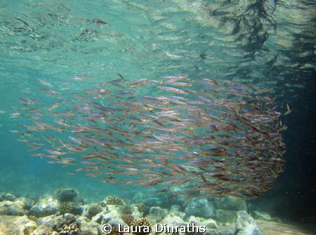 Juvenile fish ball by Laura Dinraths 