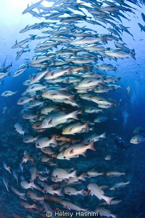 Shark reef , Sinai by Helmy Hashim 