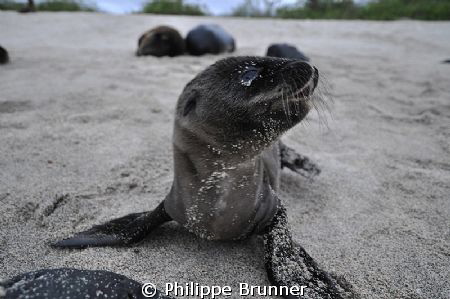 Lovely baby's sea lion by Philippe Brunner 