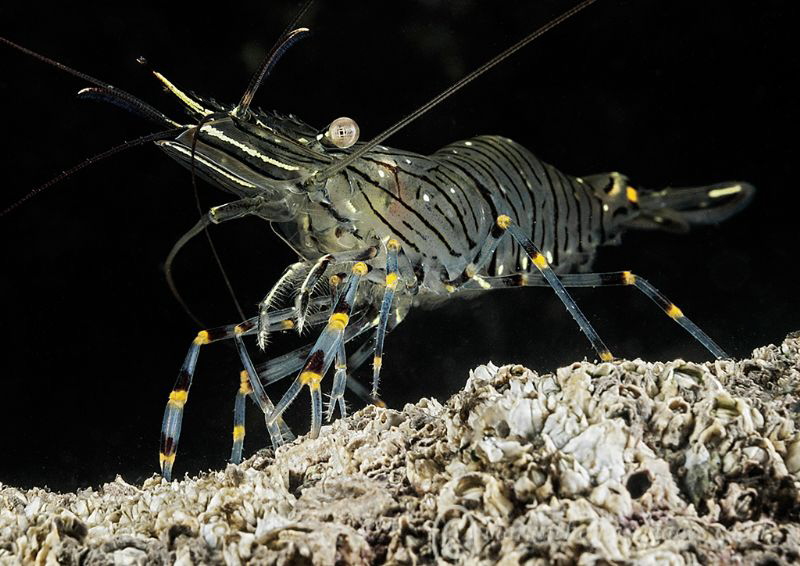 Prawn on pier wall.
Trefor, N. Wales. by Mark Thomas 