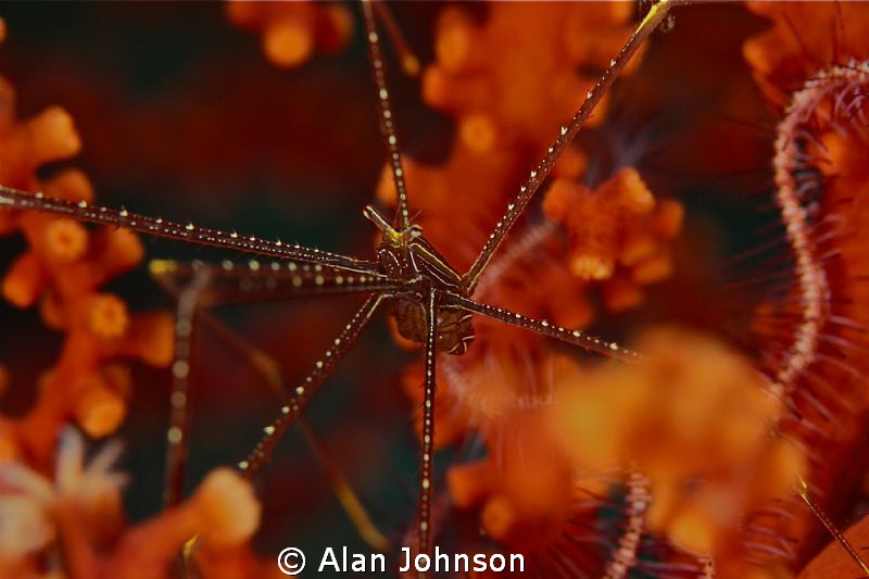 spider squat lobster by Alan Johnson 
